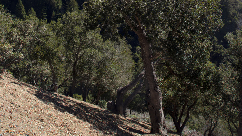 The ocean view from the terrace of Nepenthe restaurant in Big Sur, California.