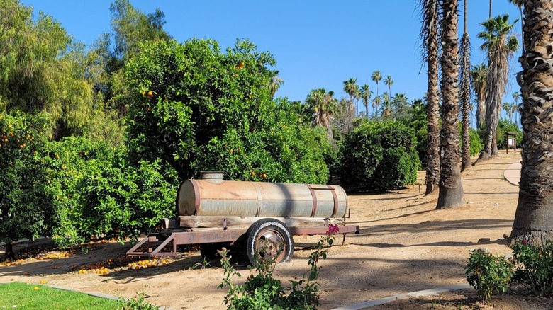 Rows of orange trees and palm trees meet at California Citrus State Historic Park.