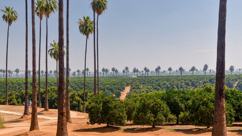 Rows of fruit trees and palms stretch across a valley at California Citrus State Historical Park.
