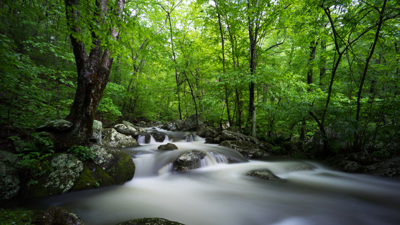 Hazel River and trees at Shenandoah National Park, Virginia