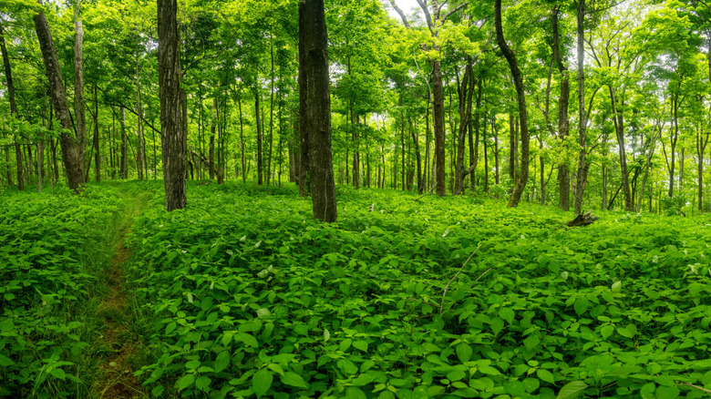 Lush forest view along the Laurel Prong Trail in Shenandoah National Park, Virginia