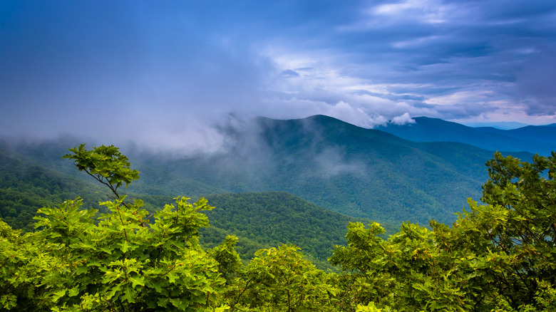 Fog in the Blue Ridge, seen from the Miller's Head Trail in Shenandoah National Park, Virginia