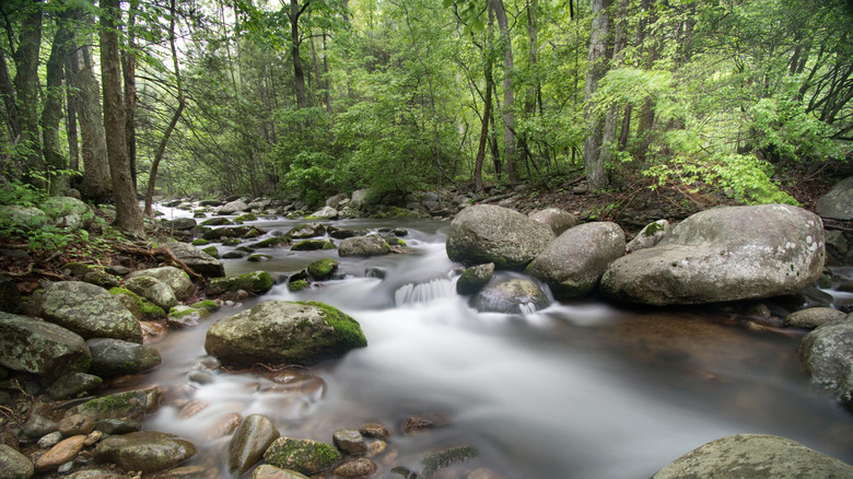 A creek in the woods along the Nicholson Hollow Trail, Shenandoah National Park, Virginia