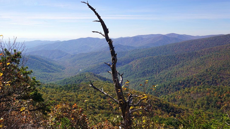 View from a rocky ledge on the Robertson Mountain Trail in Shenandoah National Park, Virginia