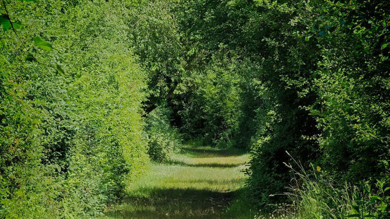 A covered hiking trail at the Tifft Nature Preserve in Buffalo, New York