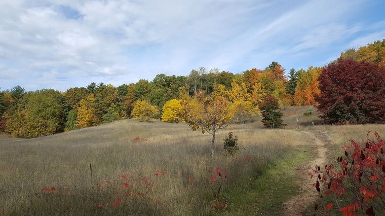 A view of Pelizzari Natural Area, showing a nature trail through fields