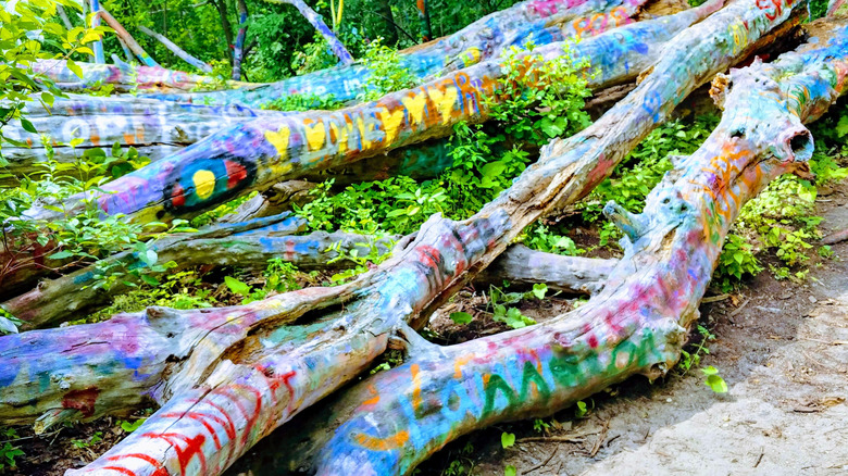 The Hippie Tree, a colorfully painted downed tree