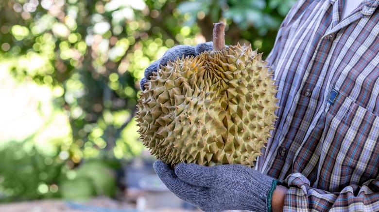 Farmer wearing a plaid shirt holding a fresh durian fruit while wearing gloves