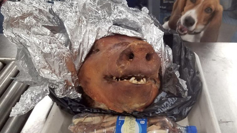 Image of a cooked pig's head wrapped in foil at airport security with a TSA dog in the background