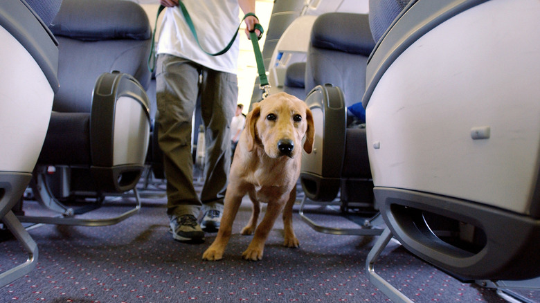 Student guide dog Max, a Golden Retreiver puppy, pulls his handler down the aisle of a plane during their training program March 27, 2004 at New Liberty International airport in New Jersey.