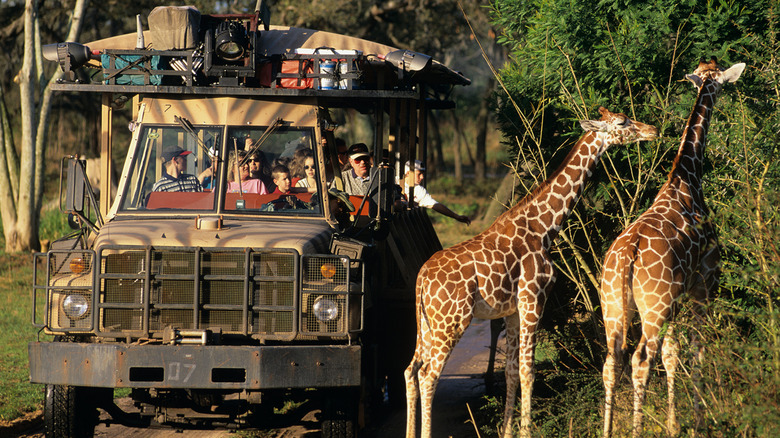Guests on safari vehicle at Animal Kingdom watching giraffes