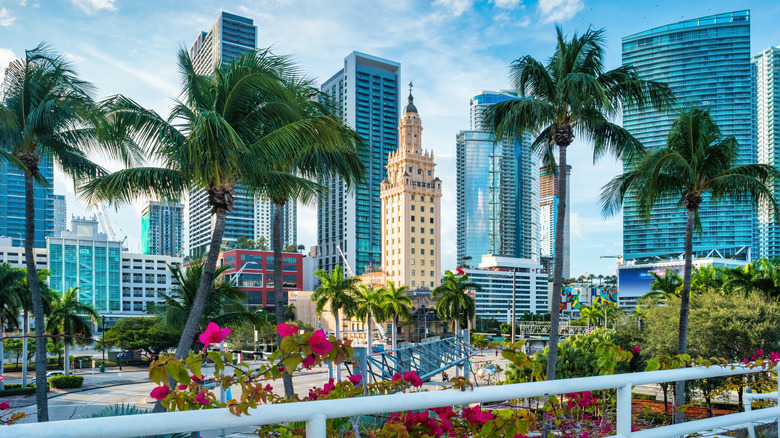 Skyline of downtown Miami, Florida, USA with the historic Freedom Tower, condos, and palm trees