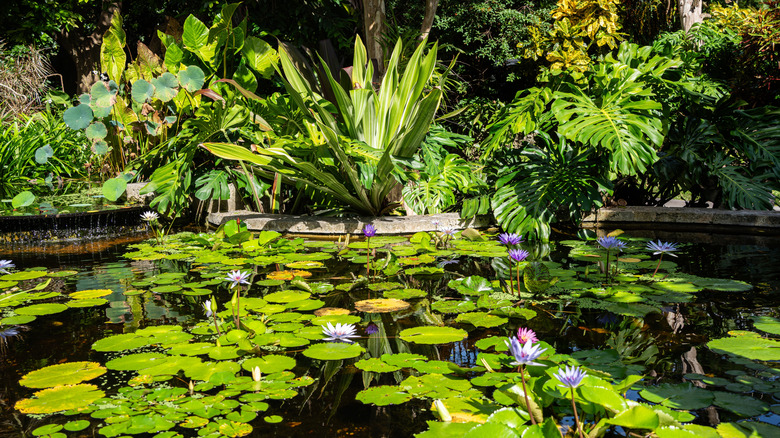 The Kampong National Tropical Botanical Garden in Miami, Florida