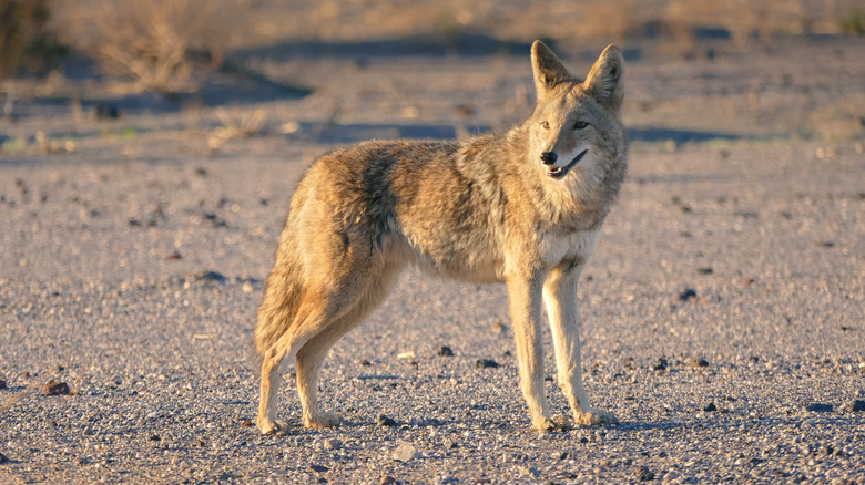 A wild coyote stands alert on a gravel desert plain during golden hour