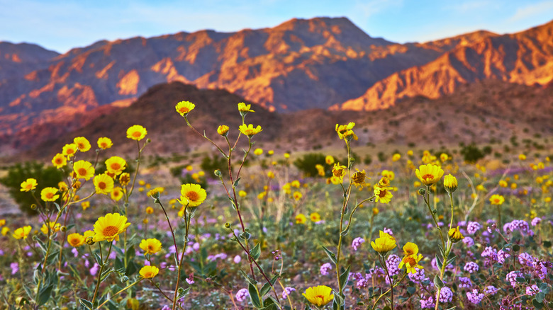A rare superbloom in Death Valley National Park