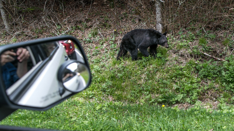 A black bear searches for food along the Tennessee border at Newfound Gap on May 11, 2018 near Cherokee, North Carolina.
