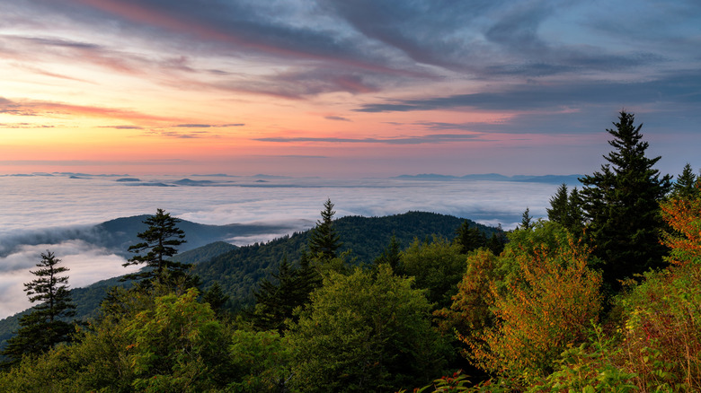Gorgoeus sunrise view of the Great Smoky Mountains with mist and pine trees from atop Kuwohi