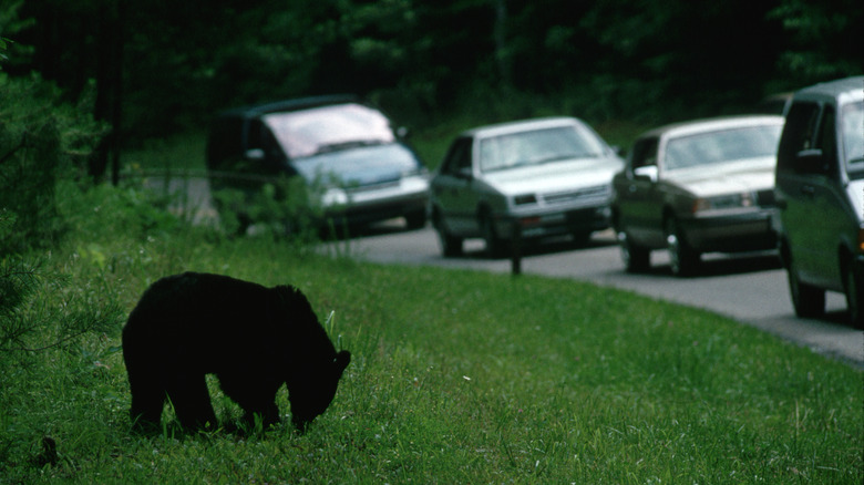 Cars in a "bear jam" due to an American black bear on the side of a road, in Great Smoky Mountain National Park
