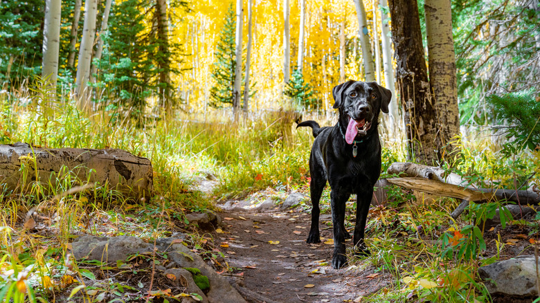 Black labrador on a forested hiking trail surrounded by pine trees and wild grasses