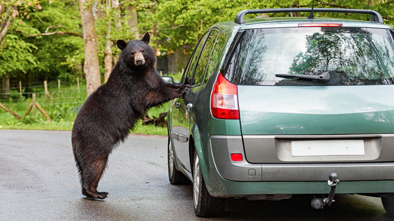 Wild black bear stands on hind legs and attempts to open a green car door