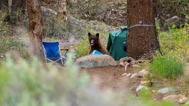 A black bear getting into food at a campsite