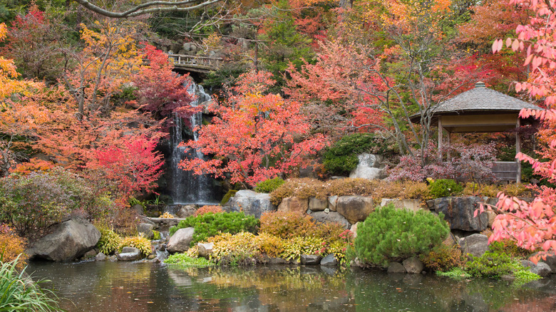 A waterfall cascades behind a koi pond at Anderson Japanese Gardens.