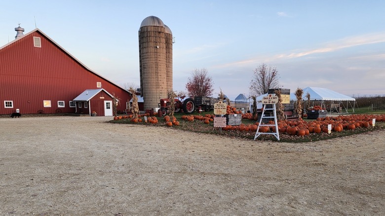 A red barn next to a pumpkin patch at Edwards Apple Orchard West.