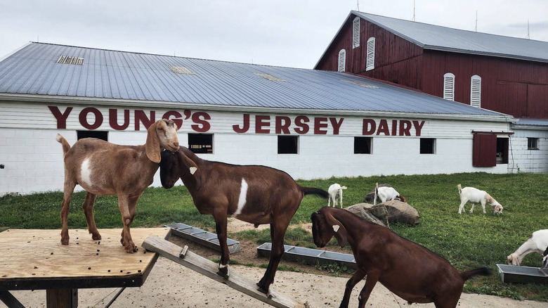 Goats in front of Young's Jersey Dairy Farm