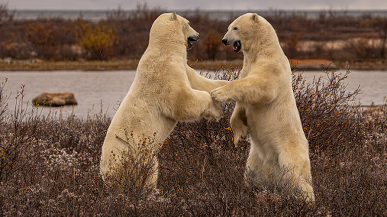 Two polar bears stood up together next to a river as if holding hands