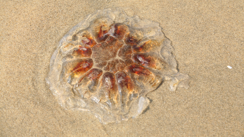 A jellyfish on the beach in Asbury Park
