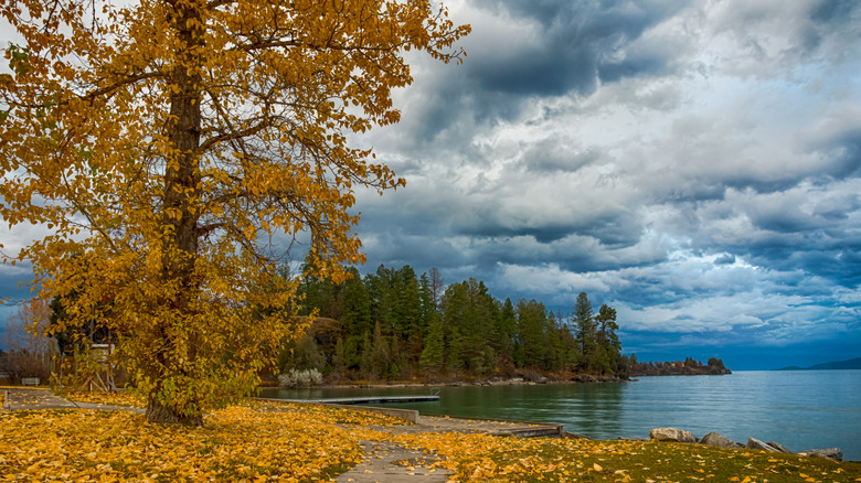A large tree boasting yellow fall foliage along the shores of Flathead Lake in Montana