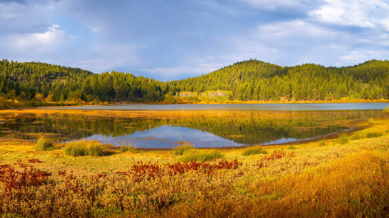 Bright yellow fall foliage along the ground and trees surrounding Spooner Lake in Nevada.