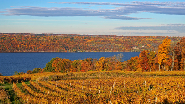 Autumn vineyard landscapes with bright leaves along Seneca Lake in the Finger Lakes, New York