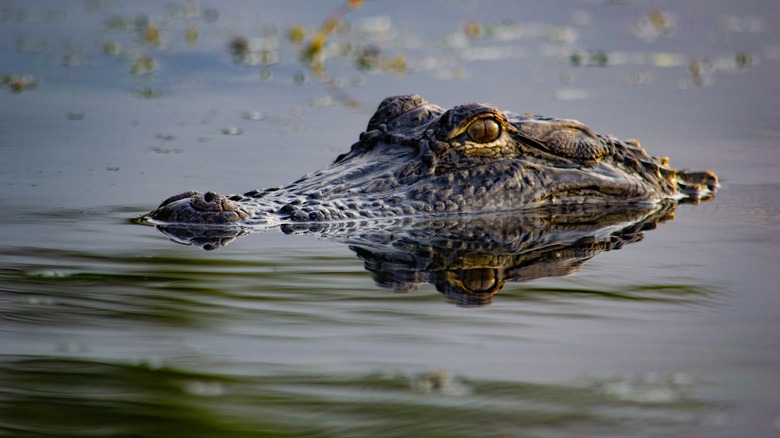 A close-up of the great American Alligator in Black Bayou National Park.