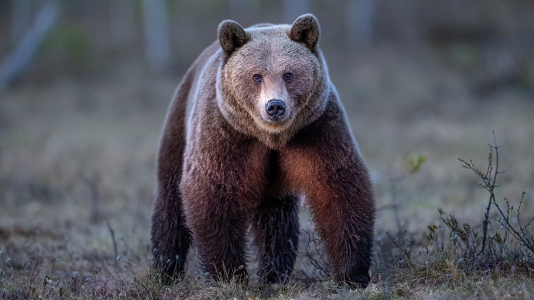 A brown bear.