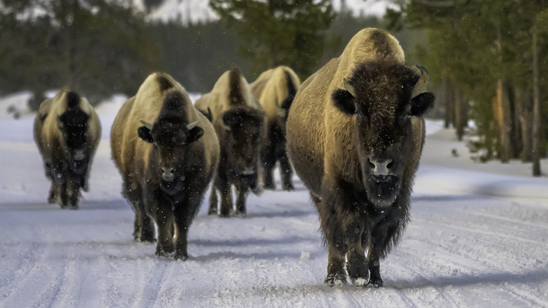 Bison foraging in the winter.