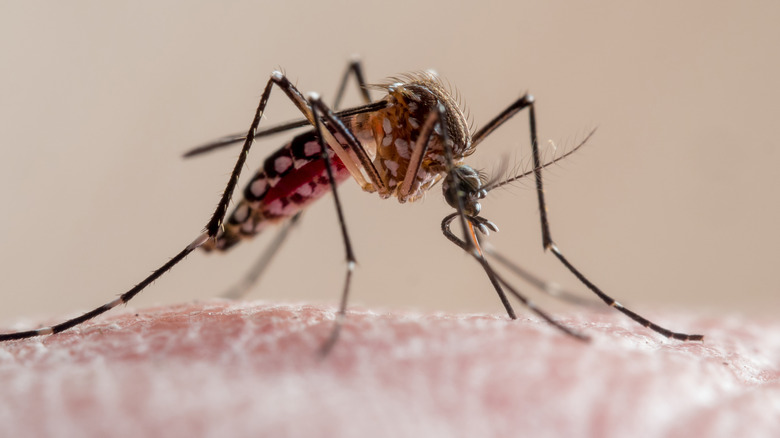 A close-up of a mosquito biting human skin.