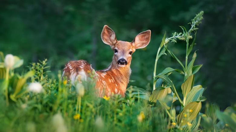 A white-tailed deer fawn.