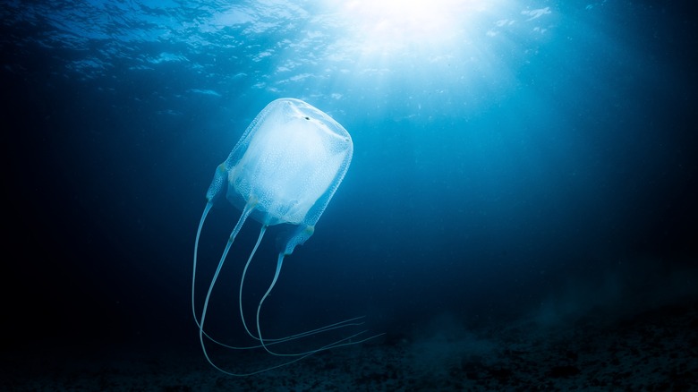 A box jellyfish in the waters around Cape Town, South Africa.