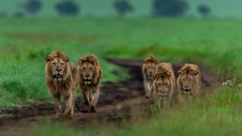 fFve male lions patrolling their territory.