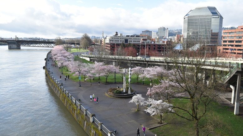 Aerial view over Portland, Oregon's waterfront park along the Willamette River in spring