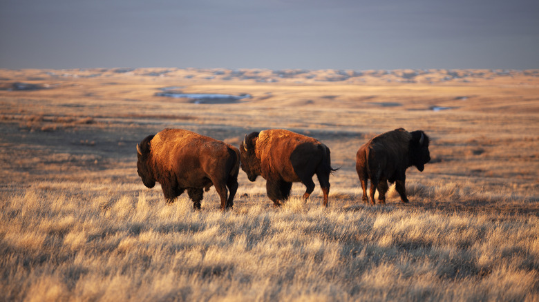 Bison grazing at Grasslands National Park, Saskatchewan