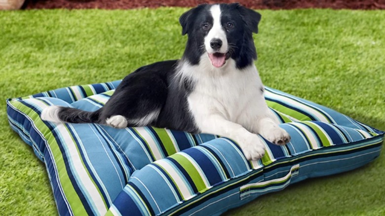 A Costco dog pet bed with a dog on it