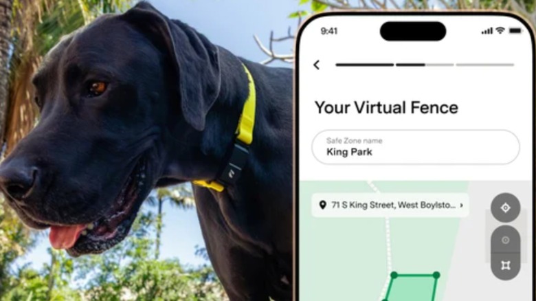 A dog and a GPS collar tracker