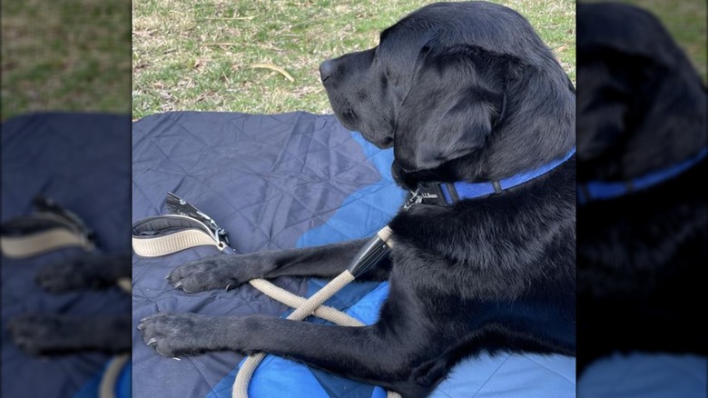A dog on an outdoor blanket from Costco
