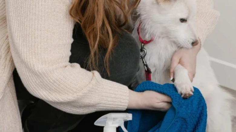 A woman washing her dog with a towel