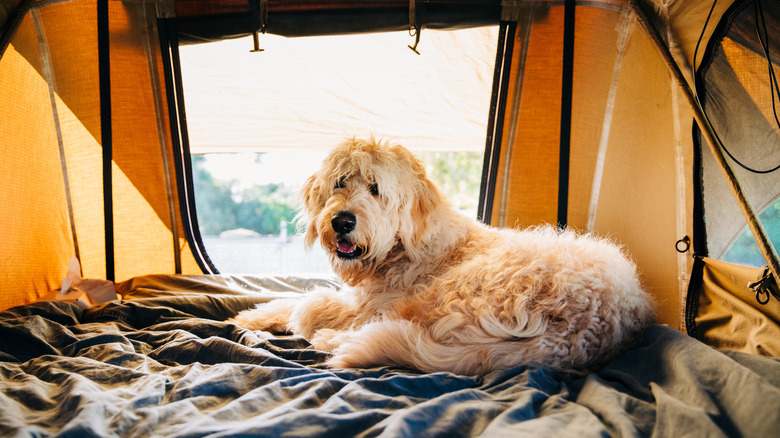 A dog in a tent