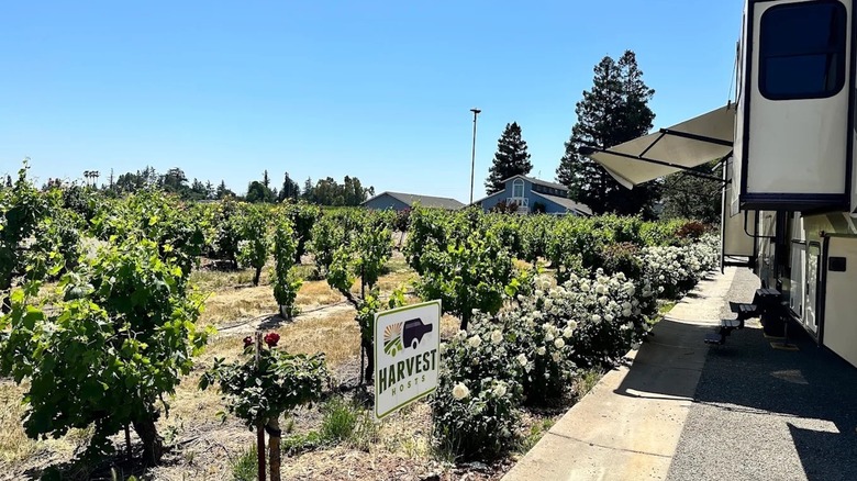 An RV parked next to a vineyard and a Harvest Hosts sign at Harmony Wynelands, Lodi, California