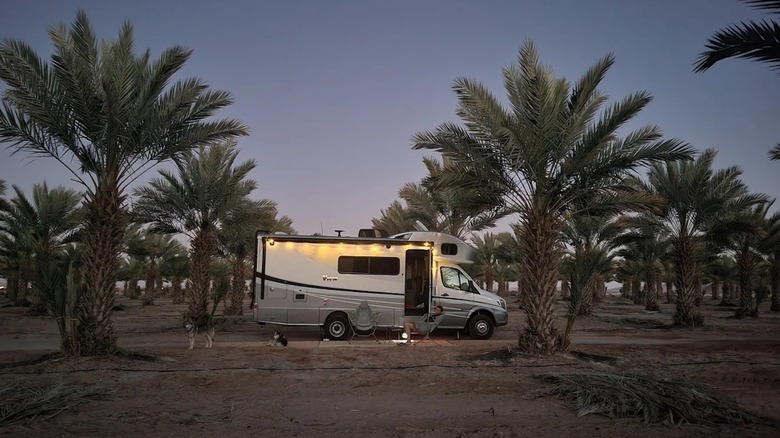 A small motorhome parked amid the date palms at High Tanks Brewing Company in Arizona
