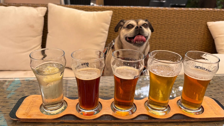 A small dog sits on a couch next to a partly-sipped flight of beers at Sick-N-Twisted Brewery